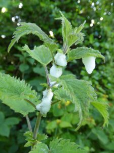 Nettle with cuckoo spit